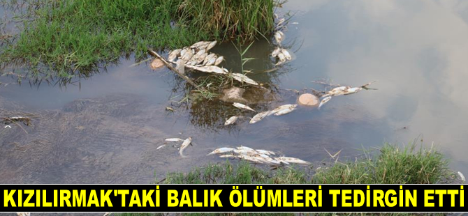Kızılırmak’taki balık ölümleri tedirgin etti