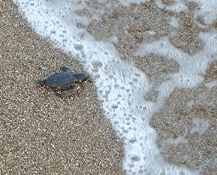 Manavgat’ta sezonun ilk caretta caretta yavruları denizle buluştu