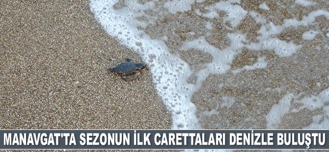 Manavgat’ta sezonun ilk caretta caretta yavruları denizle buluştu