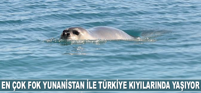 Dünyada en çok fok Yunanistan ile Türkiye kıyılarında yaşıyor