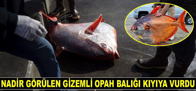 Nadir görülen opah balığı, ABD’de kıyıya vurdu