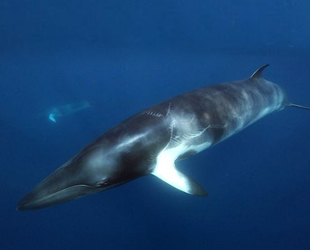 Norveç’e ‘Balinalar üzerinde gürültü kirliliği deneyinden vazgeçin’ çağrısı yapıldı