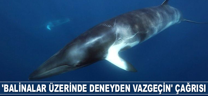 Norveç’e ‘Balinalar üzerinde gürültü kirliliği deneyinden vazgeçin’ çağrısı yapıldı