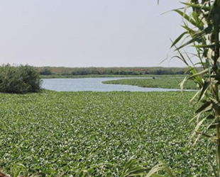 Asi Nehri'ni yine istilacı su sümbülleri kapladı