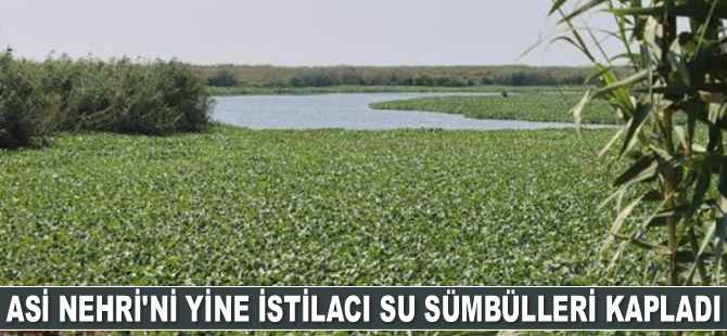 Asi Nehri'ni yine istilacı su sümbülleri kapladı