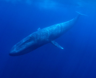 Hint Okyanusu’nda yeni bir mavi balina popülasyonu keşfedildi