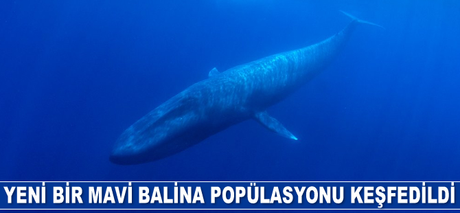 Hint Okyanusu’nda yeni bir mavi balina popülasyonu keşfedildi