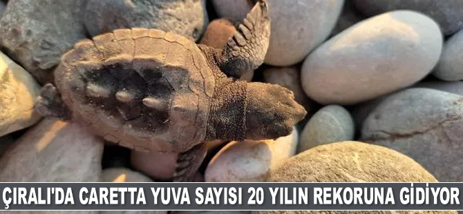 Çıralı'da caretta caretta yuva sayısı 20 yılın rekoruna gidiyor