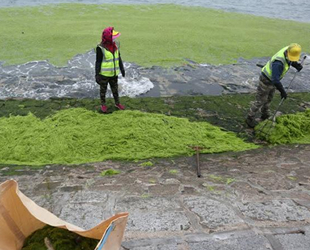 Çin'i deniz yosunu istila etti