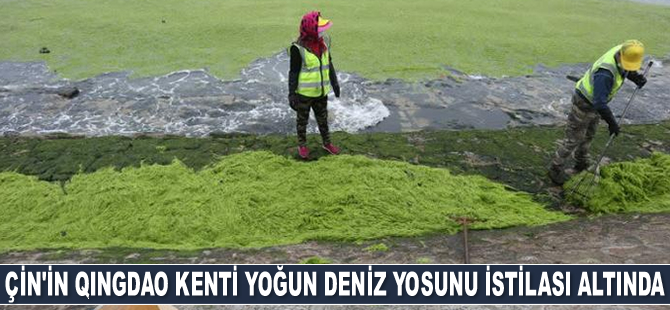 Çin'i deniz yosunu istila etti