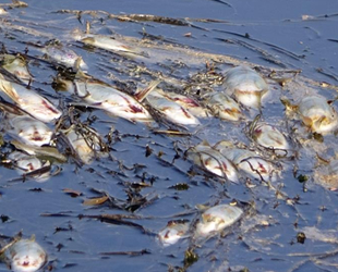 Yüksekova'daki balık ölümleri tedirginlik yarattı