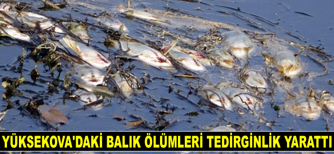 Yüksekova'daki balık ölümleri tedirginlik yarattı