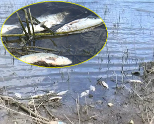 Alibeyköy Barajı'ndaki toplu balık ölümleri korkuttu