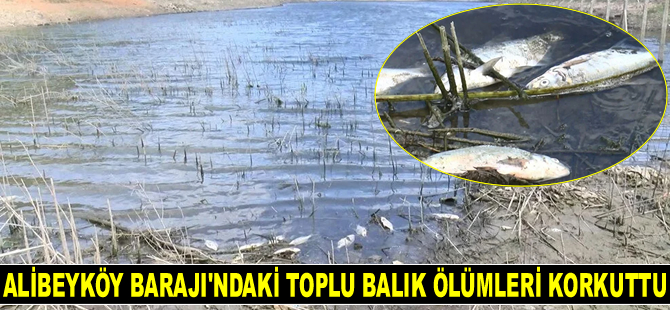 Alibeyköy Barajı'ndaki toplu balık ölümleri korkuttu