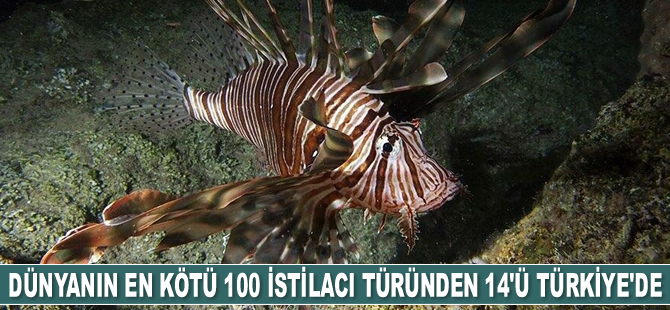 Dünyanın en kötü 100 istilacı türünden 14’ü Türkiye’de bulunuyor