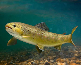 Uyuşturucu atıkları balıkları bağımlı hale getirdi