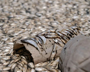 May Barajı'nda binlerce balık telef oldu