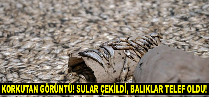 May Barajı'nda binlerce balık telef oldu