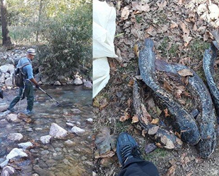 İstilacı balıklar, doğal türleri yok ediyor