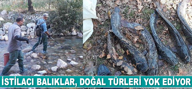 İstilacı balıklar, doğal türleri yok ediyor