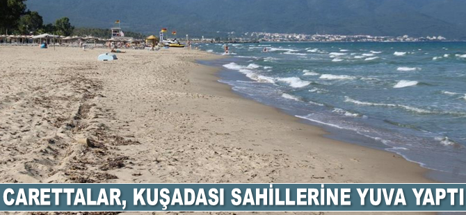 Carettalar, Kuşadası sahillerine yuva yaptı