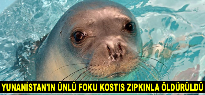 Yunanistan’ın ünlü foku Kostis zıpkınla öldürüldü