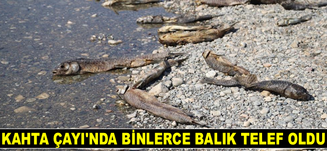 Kahta Çayı'nda binlerce balık telef oldu