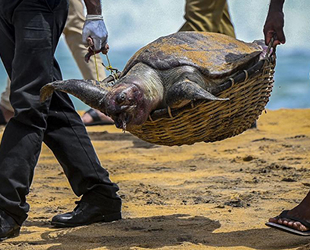Sri Lanka’da yüzlerce deniz canlısı öldü
