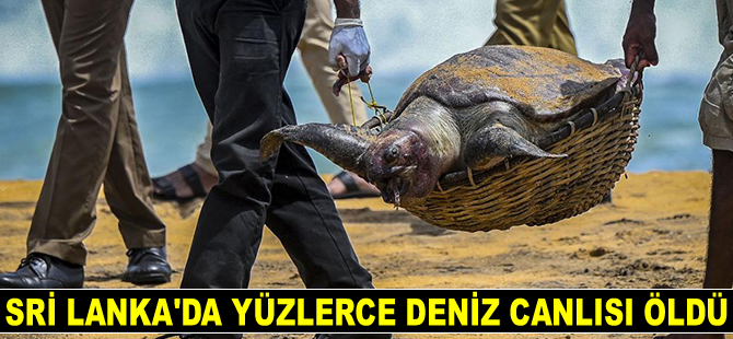 Sri Lanka’da yüzlerce deniz canlısı öldü