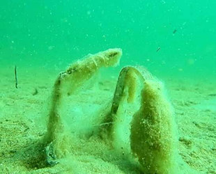 Müsilaj, Marmara ve Kuzey Ege'yi tehdit etmeye devam ediyor