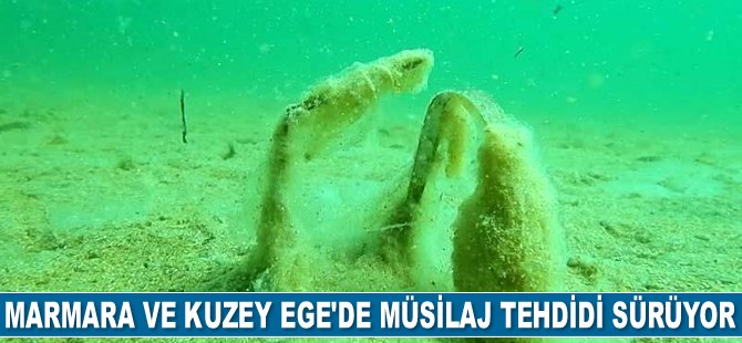 Müsilaj, Marmara ve Kuzey Ege'yi tehdit etmeye devam ediyor