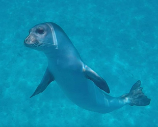 Kostis’in katilini bulana 5 bin euro ödül verilecek