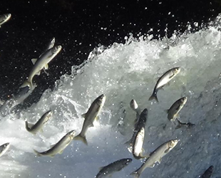 İnci kefalinin 3 aylık göçü tamamlandı