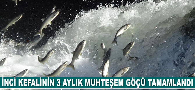İnci kefalinin 3 aylık göçü tamamlandı