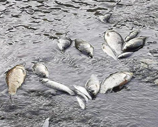 Bursa’daki balık ölümleri tedirginlik yarattı