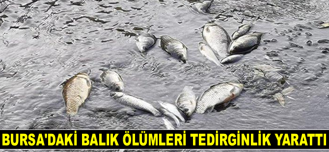 Bursa’daki balık ölümleri tedirginlik yarattı