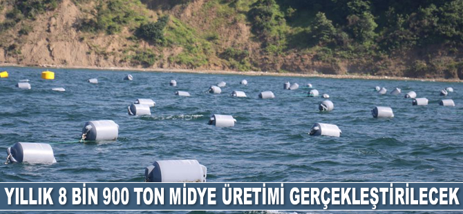 Yalova’da yıllık 8 bin 900 ton midye üretimi gerçekleştirilecek
