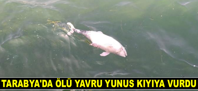 Tarabya’da ölü yavru yunus kıyıya vurdu