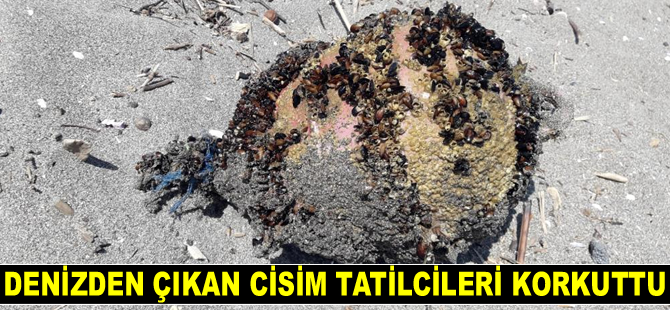 Denizden çıkan cisim tatilcileri korkuttu