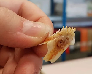 Patara Antik Kenti’nde 2 bin 300 yıllık balık iskeleti bulundu