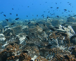 Deniz ekosistemleri, iklim kaynaklı kayıplara daha iyi uyum sağlıyor