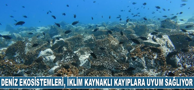 Deniz ekosistemleri, iklim kaynaklı kayıplara daha iyi uyum sağlıyor