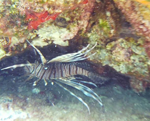 Kemer'de kıyıya 5 metre uzaklıkta zehirli aslan balığı görüntülendi