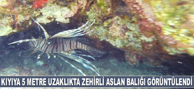 Kemer'de kıyıya 5 metre uzaklıkta zehirli aslan balığı görüntülendi