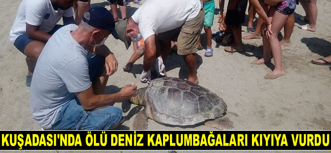 Kuşadası’nda ölü deniz kaplumbağaları kıyıya vurdu