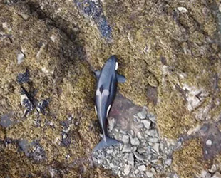 Galler Prensi Adası'nda karaya vuran balina kurtarıldı