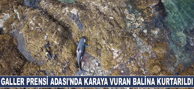 Galler Prensi Adası'nda karaya vuran balina kurtarıldı