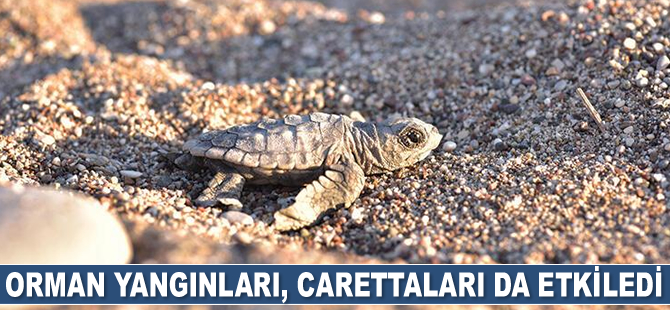 Orman yangınları, carettaları da etkiledi