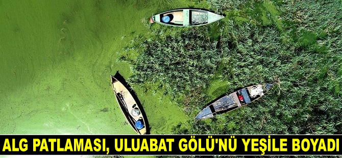 Alg patlaması, Uluabat Gölü’nü yeşile boyadı
