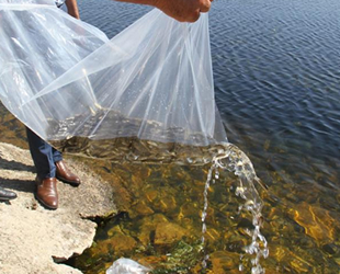 Konya’da 21 göl ve gölete 1 milyon 8 bin yavru sazan bırakıldı